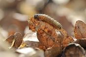 rups van pieridae sp.
